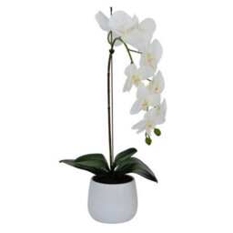 Greenbrokers Elegant Large Single Stem White Real Touch Artificial Potted Orchid (65Cm) In Round White Ceramic Pot - thumbnail 3