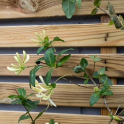 Forest Garden Slatted Trellis 180X90Cm - Pack Of 4 - thumbnail 4