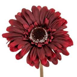 Hill Interiors Burgundy Gerbera Stem Artificial Flower - Plastic - L11 X W11 X H53 Cm - Burgundy - thumbnail 2