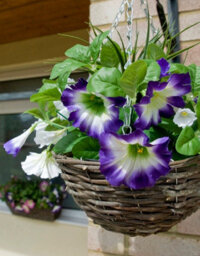Greenbrokers 2 X Artificial Dark Purple & White Petunias Rattan Hanging Baskets (52Cm/20In) - thumbnail 3