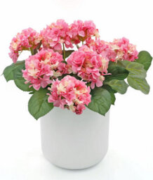 Greenbrokers Premium Quality Artificial Pink Hydrangea Flower Bush In Terracotta Coloured Pot (50Cm) With Nine Flower Clusters For - thumbnail 5