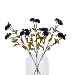 Black                  Chrysanthemum - thumbnail 5