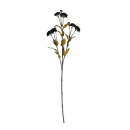 Black                  Chrysanthemum - thumbnail 4