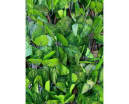 Garden Store Direct 0.6M X 1.8M Laurel Leaf - Medium Trellis