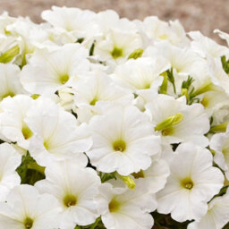 Carbeth Plants Petunia White Bedding Plants 3 X 6 Pack - Outdoor Garden Flowers Ready To Plant - Perfect For Hanging Baskets, Pots & Borders - thumbnail 1