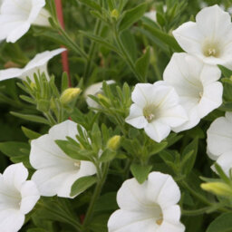 Carbeth Plants Petunia White Bedding Plants 3 X 6 Pack - Outdoor Garden Flowers Ready To Plant - Perfect For Hanging Baskets, Pots & Borders - thumbnail 5
