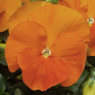 Gardeners Dream Pansy Orange Bedding Plants - Vibrant Citrus Blooms (6 Pack)