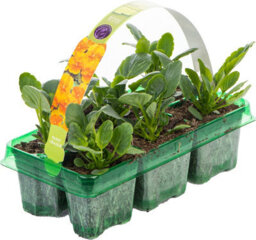 Gardeners Dream Pansy Orange Bedding Plants - Vibrant Citrus Blooms (6 Pack) - thumbnail 2