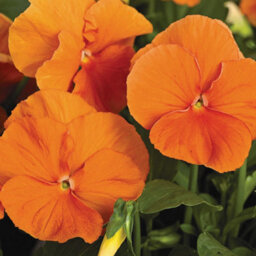 Gardeners Dream Pansy Orange Bedding Plants - Vibrant Citrus Blooms (6 Pack) - thumbnail 4