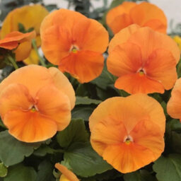 Gardeners Dream Pansy Orange Bedding Plants - Vibrant Citrus Blooms (6 Pack) - thumbnail 3