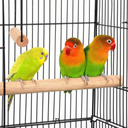 37 Large Metal Bird Cage Carrier For Parrots, Budgies, Cockatiels Durable Iron Frame, Open Top Play Area, 3 Perches, 4 Feeders - thumbnail 4