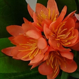 Leaf 18Cm Artificial Freesia Plant Orange Flowering - thumbnail 2