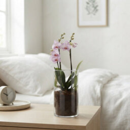 Mixed Phalaenopsis Orchid Trio - 12Cm Glass Vase - thumbnail 1