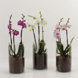 Mixed Phalaenopsis Orchid Trio - 12Cm Glass Vase - thumbnail 2