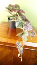 Leaf Artificial 35Cm Trailing Purple Potted Pothos Plant Realistic - thumbnail 2