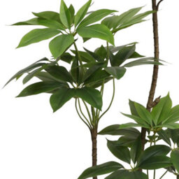 True Products Artificial Umbrella Tree In Off White Pot 150Cm - thumbnail 2