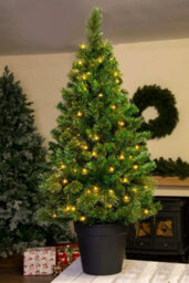 Christmas Tree World The 4Ft/120Cm Pre-Lit Majestic Dew Pine Potted Tree (Outdoor) - thumbnail 9