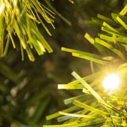 Christmas Tree World The 4Ft/120Cm Pre-Lit Majestic Dew Pine Potted Tree (Outdoor) - thumbnail 3
