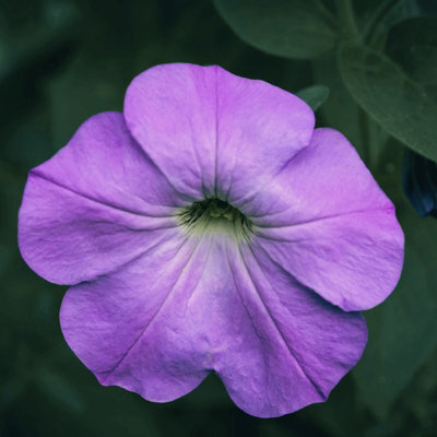 Carbeth Plants Petunia Sky Blue Bedding Plants 2 X 6 Pack - Outdoor Garden Flowers Ready To Plant - For Beds, Patio Pots & Hanging Baskets - image 1