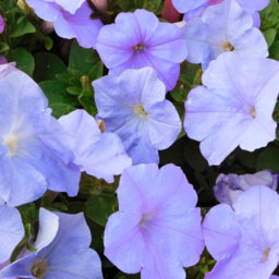 Carbeth Plants Petunia Sky Blue Bedding Plants 2 X 6 Pack - Outdoor Garden Flowers Ready To Plant - For Beds, Patio Pots & Hanging Baskets - thumbnail 2