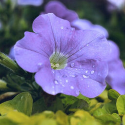 Carbeth Plants Petunia Sky Blue Bedding Plants 2 X 6 Pack - Outdoor Garden Flowers Ready To Plant - For Beds, Patio Pots & Hanging Baskets - thumbnail 3