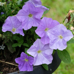 Carbeth Plants Petunia Sky Blue Bedding Plants 2 X 6 Pack - Outdoor Garden Flowers Ready To Plant - For Beds, Patio Pots & Hanging Baskets - thumbnail 4