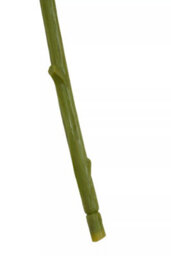 Orsina Chrysanthemum Stem - 84Cm Pink, Lifelike Artificial Flower With Soft Pink Petals And Green Stem, Adds A - thumbnail 9