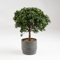 Scottish Everlastings Ltd. Scottish Everlastings Artificial 45Cm Mini Topiary Plant In Cement Pot - thumbnail 3
