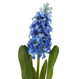 Wyld Haus Set Of 3 Blue Artificial Hyacinth Stems 440mm Silk-Effect Faux Flowers For Home Décor - thumbnail 2