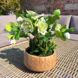 Wyld Haus Green Hellebore Artificial Plant In Rustic Taupe Pot, 41 Cm - thumbnail 2