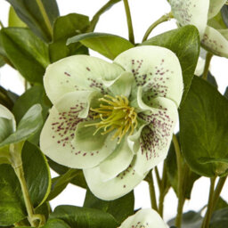 Wyld Haus Green Hellebore Artificial Plant In Rustic Taupe Pot, 41 Cm - thumbnail 6