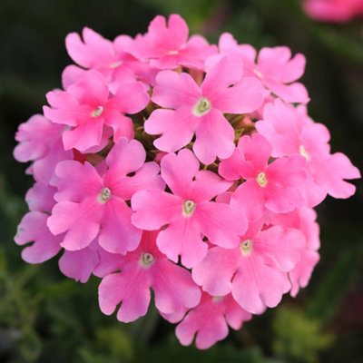 Gardeners Dream Verbena Quartz Pink Colourful Flowering Bedding Plants For Sale - 6 Pack - image 1