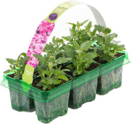 Gardeners Dream Verbena Quartz Pink Colourful Flowering Bedding Plants For Sale - 6 Pack - thumbnail 2
