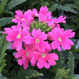 Gardeners Dream Verbena Quartz Pink Colourful Flowering Bedding Plants For Sale - 6 Pack - thumbnail 3