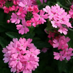 Gardeners Dream Verbena Quartz Pink Colourful Flowering Bedding Plants For Sale - 6 Pack - thumbnail 4
