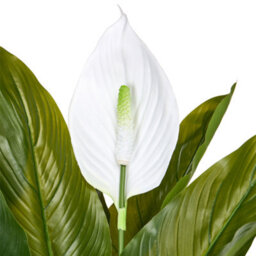 Wyld And Coco Faux Peace Lily Artificial Plant With Realistic Green Leaves And White Blooms, 70 Cm - thumbnail 3