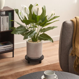 Wyld And Coco Faux Peace Lily Artificial Plant With Realistic Green Leaves And White Blooms, 70 Cm - thumbnail 2