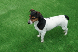 "Durban 25mm Outdoor Artificial Grass,pet-Friendly Outdoor Artificial Grass, Realistic Fake Grass-3M(9'9"") X 4M(13'1"")-12M²" - thumbnail 9