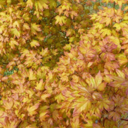 Gardeners Dream Acer Orientalia Tree - Exotic Foliage, Compact Size, Hardy (5-6Ft) - thumbnail 3