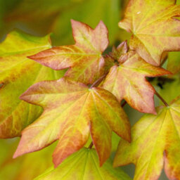 Gardeners Dream Acer Orientalia Tree - Exotic Foliage, Compact Size, Hardy (5-6Ft) - thumbnail 1