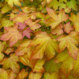 Gardeners Dream Acer Orientalia Tree - Exotic Foliage, Compact Size, Hardy (5-6Ft) - thumbnail 2