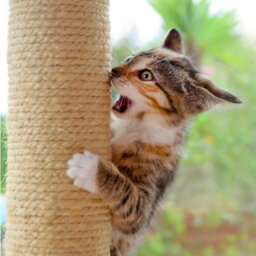 SolaDirect Sisal Rope For Cat Scratcher Cat Tree Repairing - 20 M / 65 Ft Of 10 mm Natural Sisal Rope For Scratching Post Tower Replacement - thumbnail 7