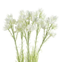 Leaf Pack Of 6 X 60Cm White Starflower Stem - 30 Flowers - thumbnail 1