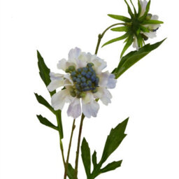 Wyld Haus Set Of 3 Pale Blue Scabious Artificial Flower Stems - thumbnail 2