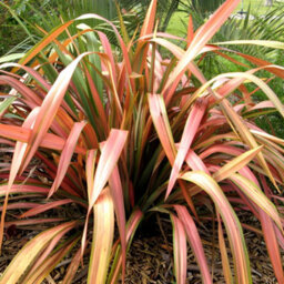 Gardeners Dream Phormium Flamingo Garden Plant - Striking Pink And Purple Foliage, Compact Size, Hardy (15-30Cm Height Including Pot) - thumbnail 1