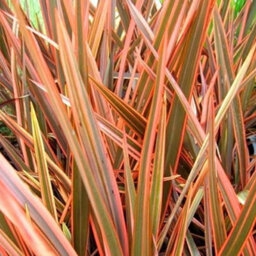 Gardeners Dream Phormium Flamingo Garden Plant - Striking Pink And Purple Foliage, Compact Size, Hardy (15-30Cm Height Including Pot) - thumbnail 2