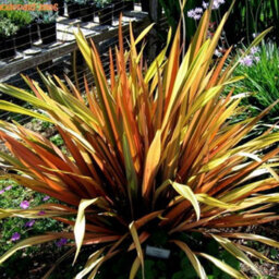 Gardeners Dream Phormium Flamingo Garden Plant - Striking Pink And Purple Foliage, Compact Size, Hardy (15-30Cm Height Including Pot) - thumbnail 3