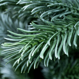 Christmas Tree World The 6Ft/180Cm Arbor Blue Pine Christmas Tree - thumbnail 5