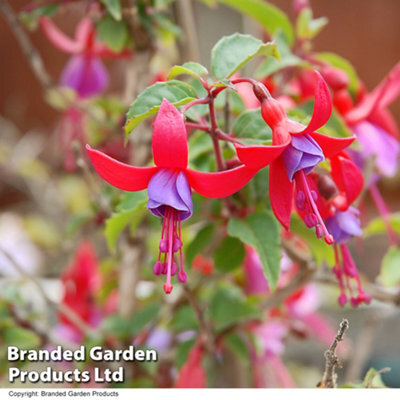 Thompson & Morgan Fuchsia Quarter Standard Angela 19Cm Potted Plant X 1 - image 1
