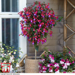 Thompson & Morgan Fuchsia Quarter Standard Angela 19Cm Potted Plant X 1 - thumbnail 4